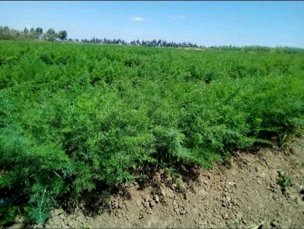 DILL from Kenya
